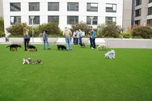 People and dogs playing on artificial grass